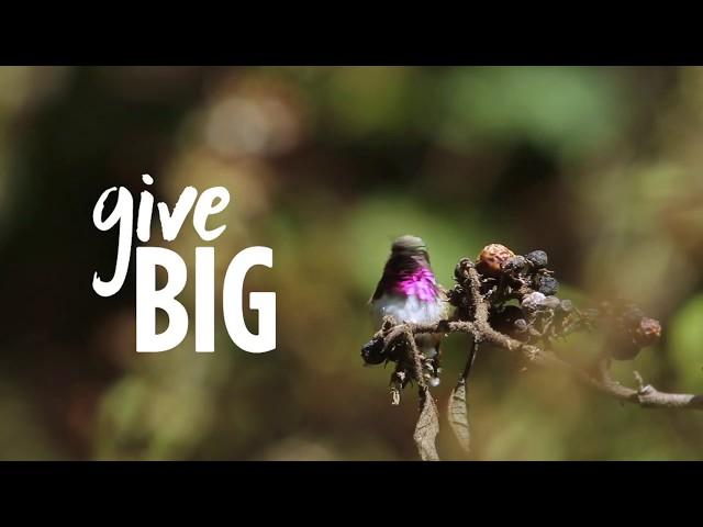 BirdNote: A Catalyst for Conservation