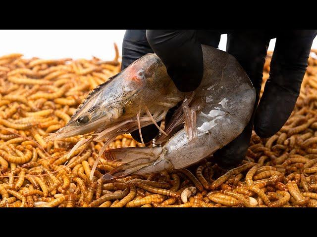 10000 Mealworms VS Shrimp | Timelapse | 4k