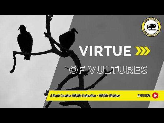 Virtue of Vultures - North Carolina Wildlife Federation