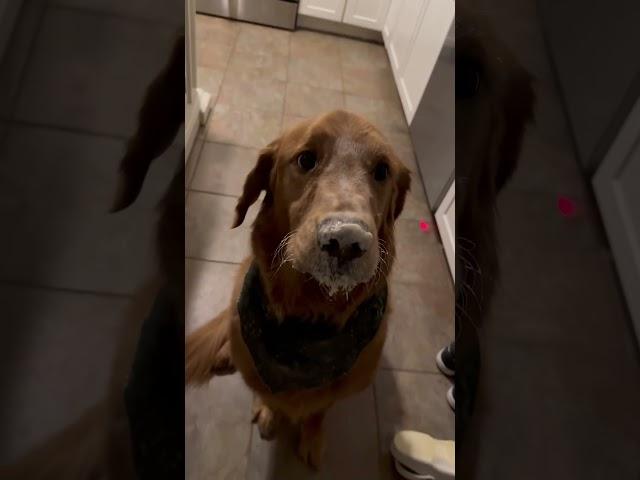 Golden Retriever Gets Caught With His Face Covered in Pancake Mix