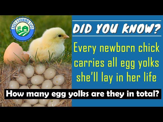 How many eggs will a chicken lay in its life time? When do hens stop laying?