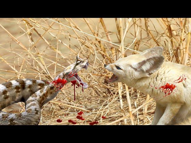 The struggle for survival in the Sahara Desert 'Fennec fox and snake