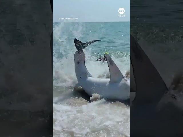 Beachgoers help stranded shark back into the water at Florida beach | ABC News