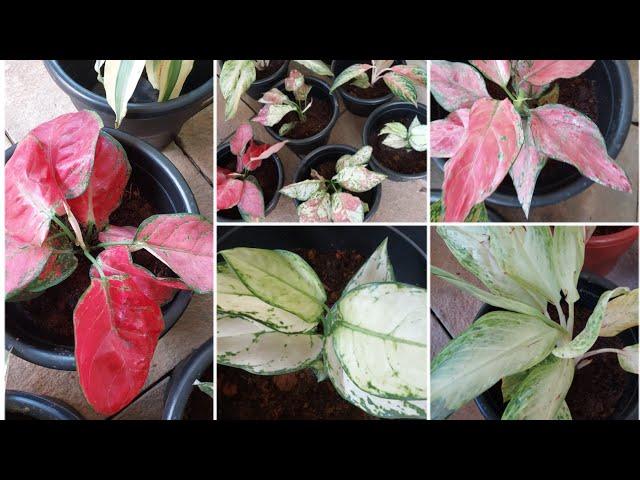 unboxing plants from /Green Valley Nursery/West Bengal /FilippinaMalayali vlog/pinay in Kerala