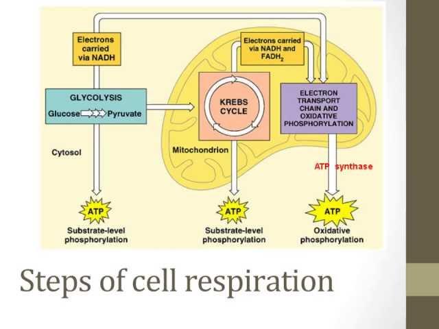 Stages of cellular respiration