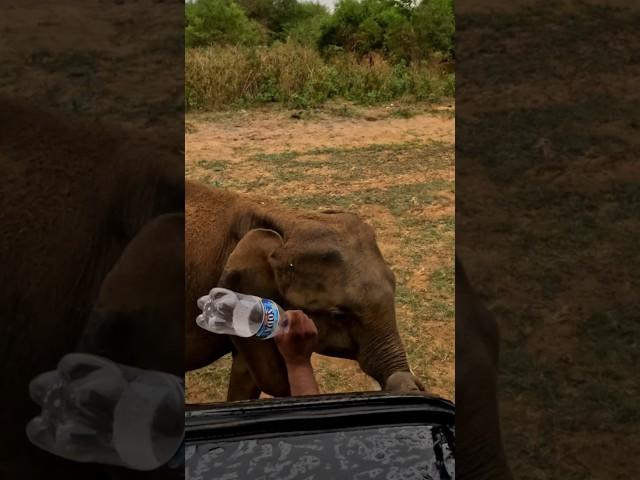 Kid Elephant Tusker Charge #srilanka #wildlife