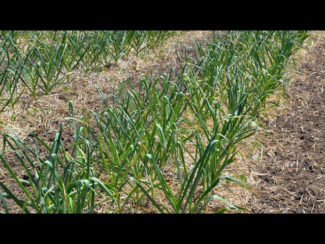 Garlic Production at Grade A Garden: Harvest, Bunching, Hanging & Curing - Virtual Field Day