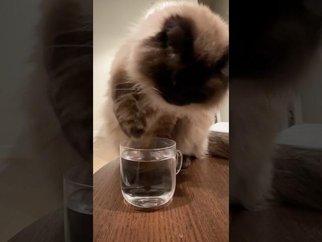Tempting my cat with a water cup