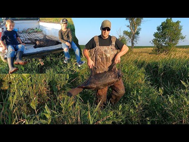 Trapping a Nuisance Beaver that is Backing up a Drainage Ditch.