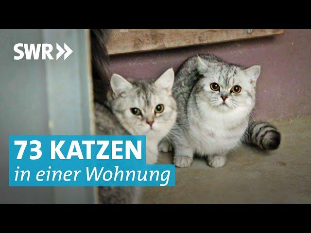 Tierheim rettet verwahrloste Katzen aus Horrorwohnung