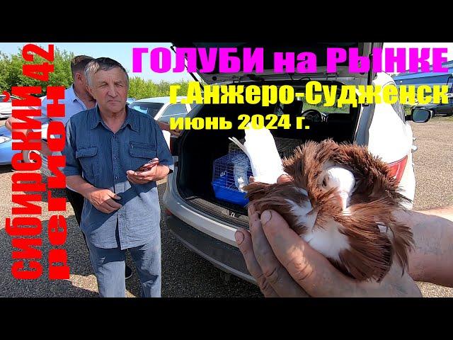 ГОЛУБИ.ЦЕНЫ на ГОЛУБЕЙ - июнь 2024г Анжеро-Судженск.