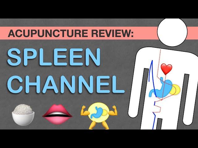 Points Review: Spleen Channel Acupuncture Meridian