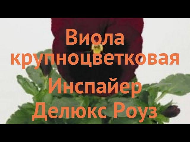 Виола крупноцветковая Роуз Блотч  виола Роуз Блотч обзор: как сажать семена виолы Роуз Блотч