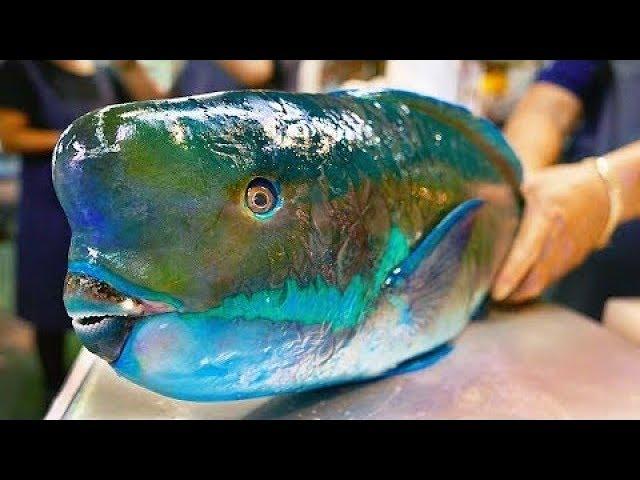 Japan Street Food   GIANT HUMPHEAD PARROTFISH Sashimi Okinawa Japanese1