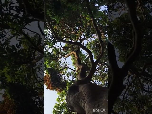 v6 vlog302 #nature #newvideo  #vivekkushwaha #viral video #onyoutube@ vivek kushwaha