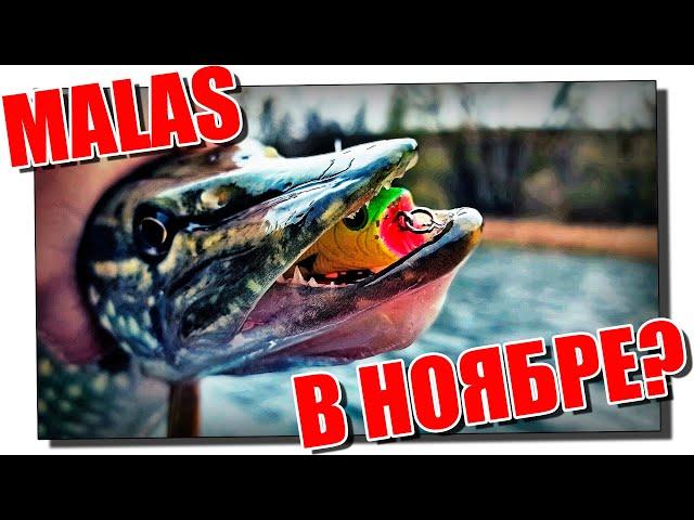 Как работает MALAS в ноябре?