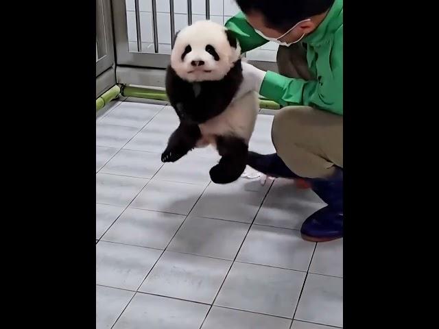 爱宝双胞胎睿宝辉宝风催雨DJ版