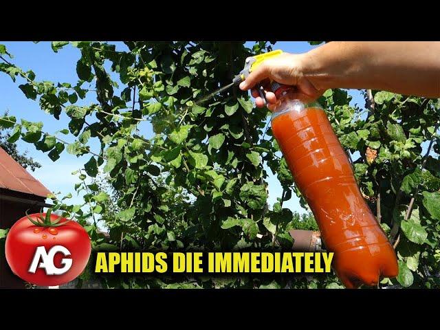 Aphids are afraid of this like fire! The best aphid remedy without any chemistry