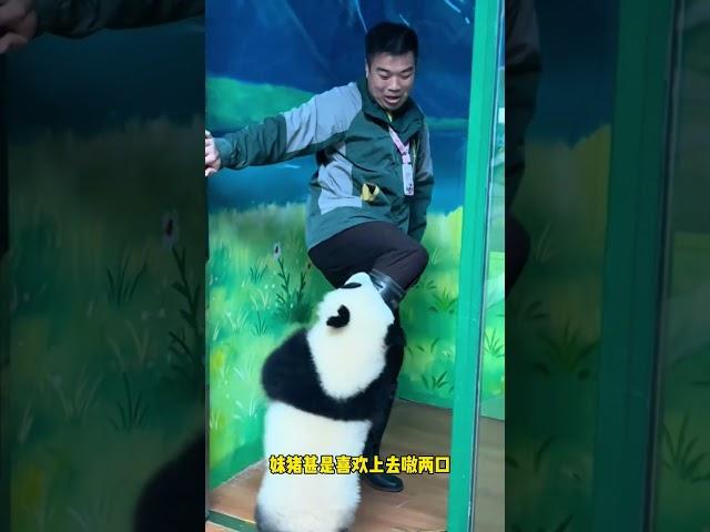 人情世故被妹猪拿捏得死死的～外公：你不是我认识的妹猪！ 妹猪怎么还两幅面孔呢哈哈哈哈，心疼外公3秒#大熊猫妹猪#来这吸熊猫 #不止我一个想rua大熊猫 #国宝不愧是国宝 #长隆野生动物园