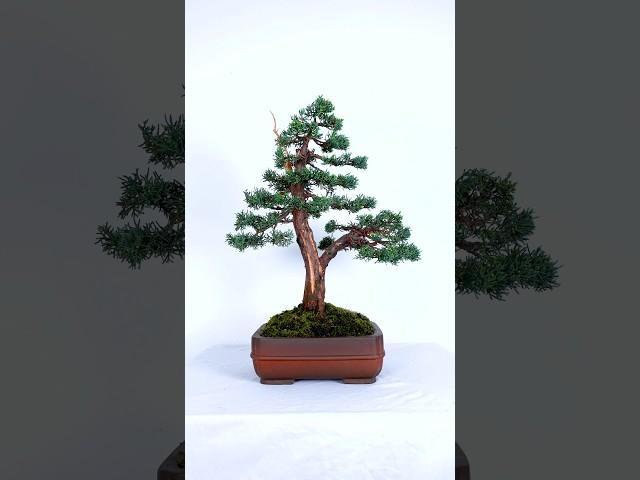 Unreal Juniper Bonsai Styling!