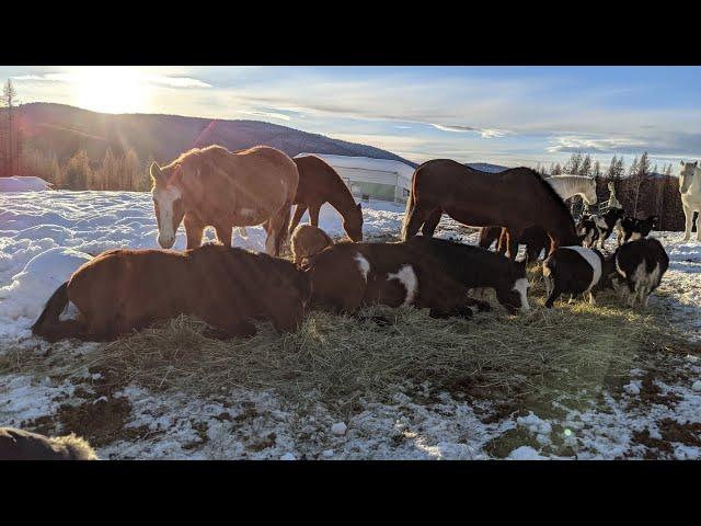 Dec. 28th 2022 - Horses, Goats, and Kids in the Sun... also, mystery tracks!