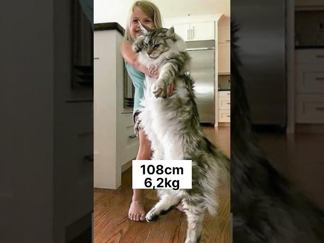 How big is Maine Coon cat female?