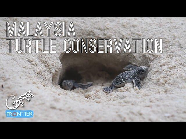 Malaysia Turtle Conservation