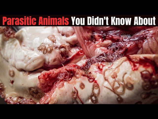 Parasitic Animals You Didn't Know About: The Dark Side of Nature