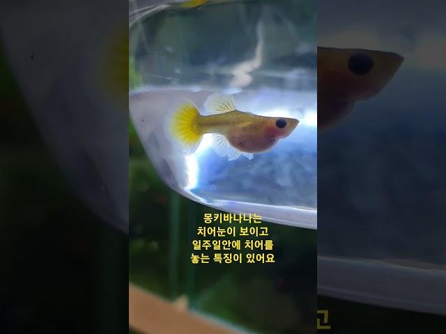 요즘 대세 몽키바나나 암컷의 특징