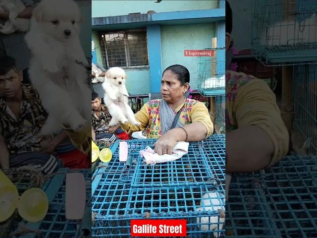 Kolkata Gallife Street Pat Market / Kolkata lowest Price  Puppy Dog / Gallif Street dogs Market