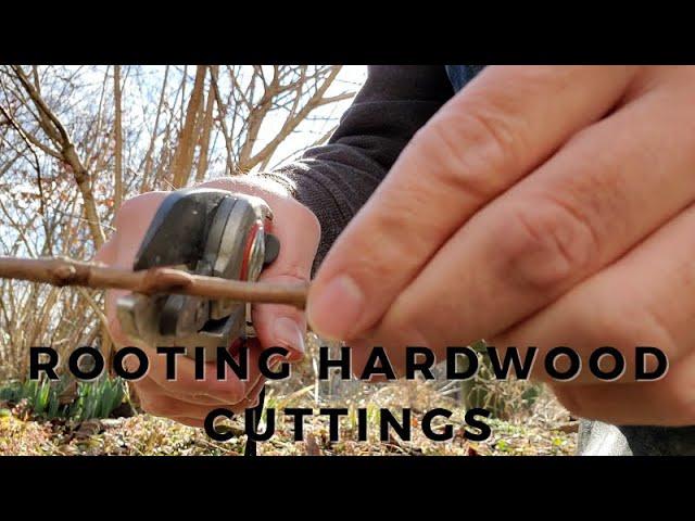 How to Root Plants from Hardwood Cuttings in the Winter (Viburnum, Crape Myrtle, Plum, and Peach)