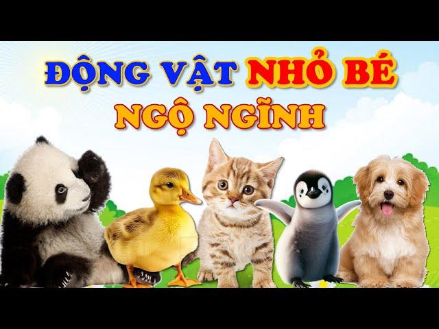 CON GÌ ĐÂY, ĐỘNG VẬT NHỎ BÉ NGỘ NGHĨNH, ÂM THANH ĐỘNG VẬT CON BÒ, CON LỢN, CON CHÓ, CON VOI, SỨA TV