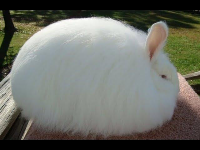 BIG CHUNGUS「AMV」