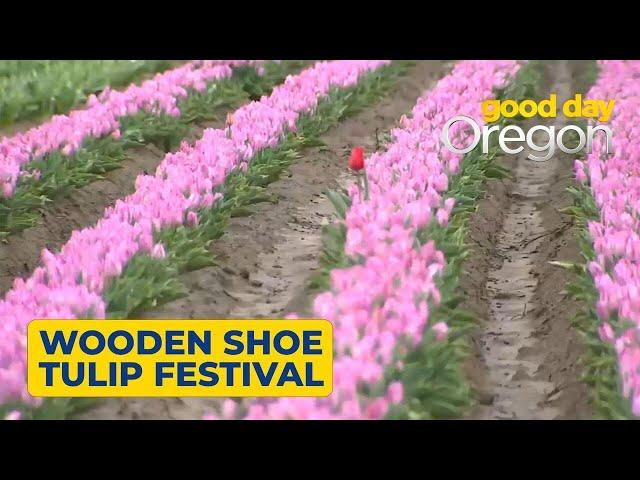 40th annual Wooden Shoe Tulip Festival begins this weekend