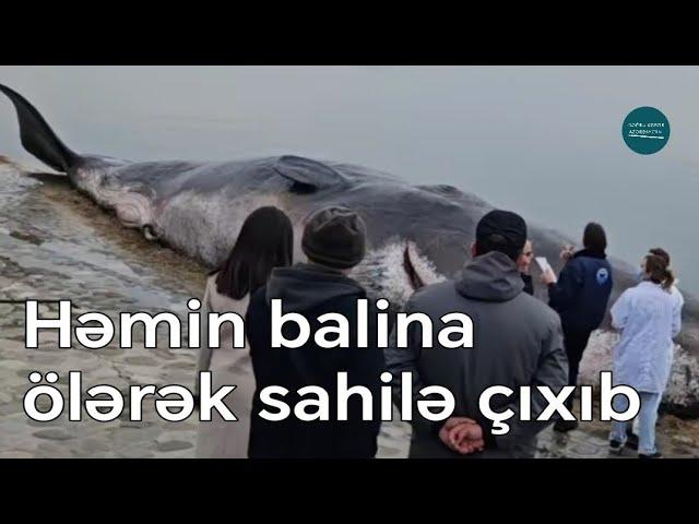 Bulvarda peyda olan nəhəng balina sahildə - Görüntülər | ŞƏRHSİZ!