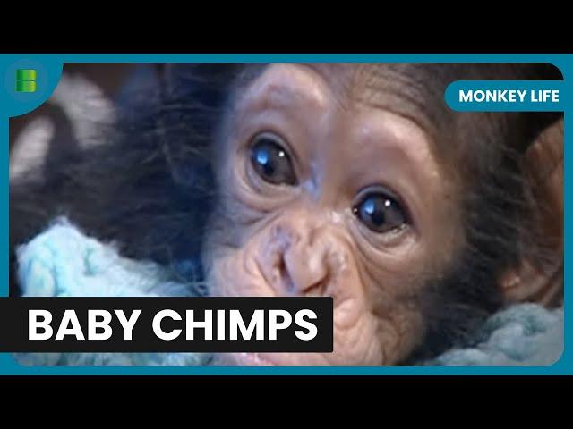 Taking Care of Chimps - Monkey Life - S01 EP02 - Documentary