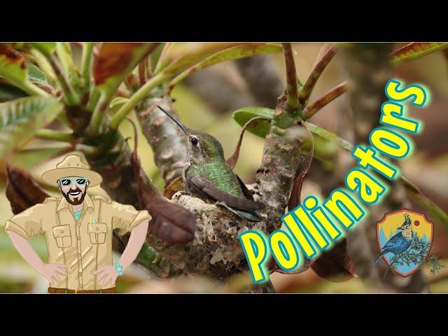 Pollinators For Kids | Educational Show For Kids