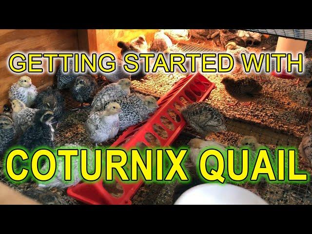 GETTING STARTED WITH COTURNIX QUAIL - A Beginners Guide