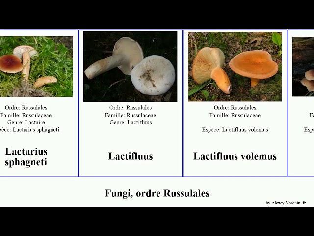 Fungi, ordre Russulales lactarius russule lentinellus lactaire aleurodiscus pin aurora rouge amara