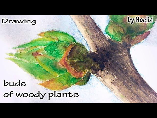 Drawing  buds of woody plants / Рисуем почки деревьев