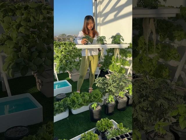 I do things differently in my apartment garden ‍️ #soillessgardening #hydroponics #plants #home