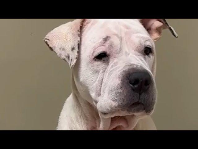 Senior shelter dog starts running with joy on field