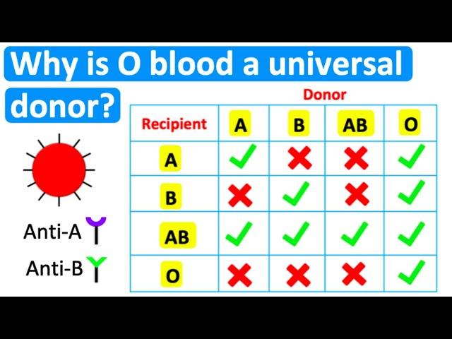 Why is O blood a universal donor?  | Easy science lesson