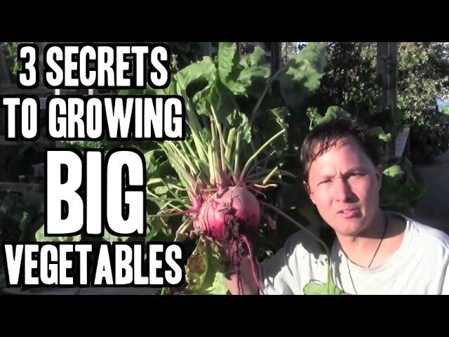 My 3 Secrets for Growing BIG Vegetables in My Garden