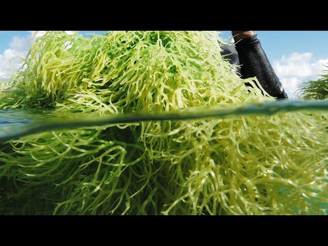 The Origin of our Sea Moss