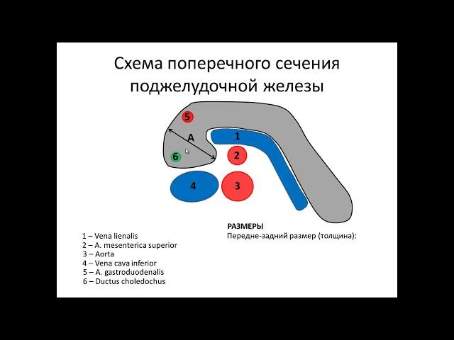 Ультразвуковая  анатомия поджелудочной железы