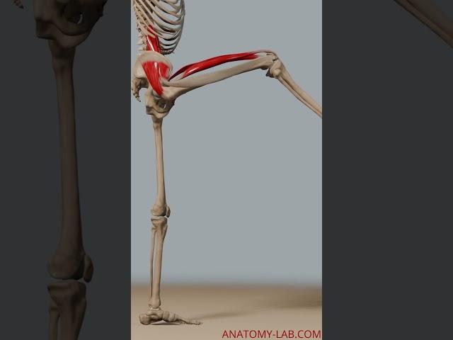 Range of motion- hip Flexion