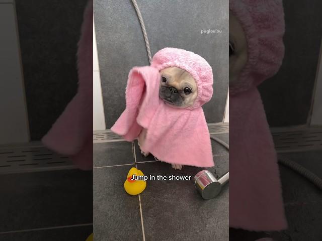 If Loulou had a 9-5 job ‍ #pug #dog #funny