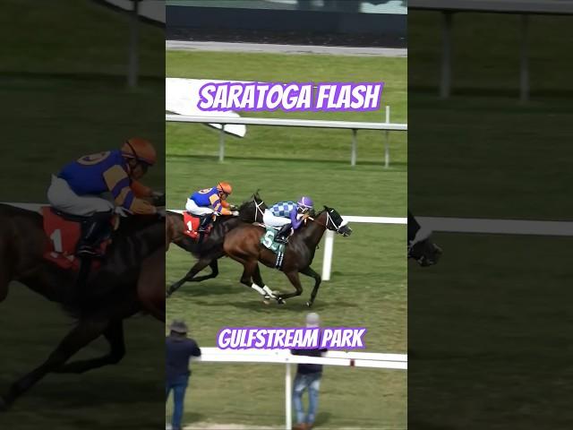 Saratoga Flash hits the wire first in the 8th race! #GulfstreamPark #RoyalPalmMeet