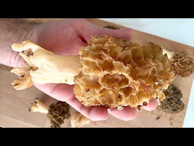 COMMENT NETTOYER ET CUIR DES MORILLES ?